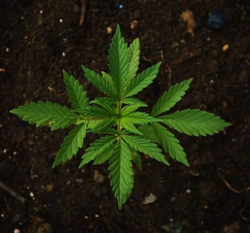 cannabis-plant-nutrient-deficiencies.jpg